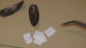 Подкрылки Златки по следам Виктора Гребенникова