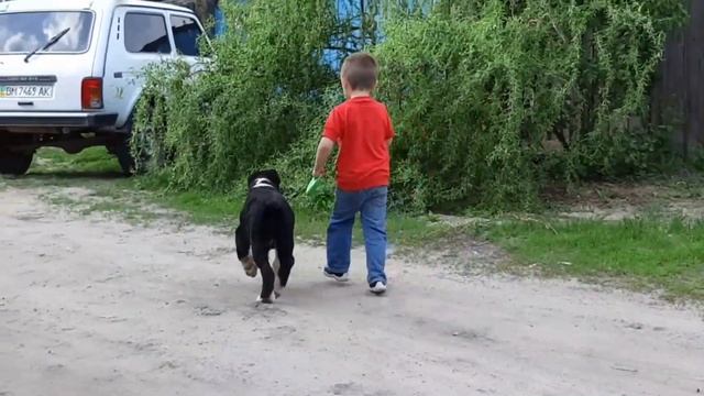 Красавица черная АЛАБАЙ Багира Кара Юлдуз, 3.5 месяца смотреть онлайн