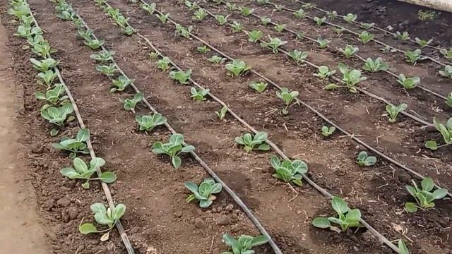 Выращивание капусты в теплице. Весна. Часть 4. "cabbage growing in spring" смотреть онлайн