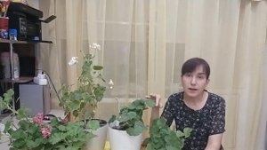 Обрезка и черенкование пеларгонии/герани осенью.