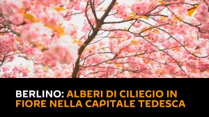 Berlino: alberi di ciliegio in fiore nella capitale tedesca