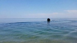 Солар 350 на Байкале и ямаха 9.9-15