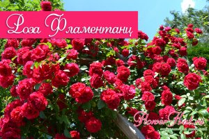 Цветение розы Фламментанц