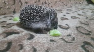 Ёжик поедает огурец (Hedgehog eats cucumber)