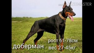 топ -10 энг хавли итлар (eng havfli itlar