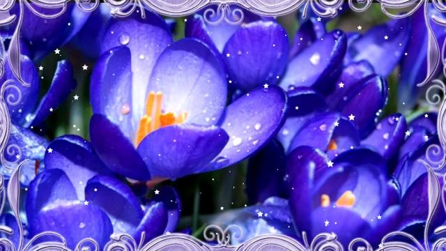 Крокусы Самые первые весенние цветы Очень красивое видео The earliest spring flowers Красивая музык