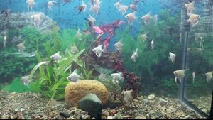 Скалярия зелёный ангел, красный дьявол и золотая скалярия. Новый аквариум. Новости (11.06.2023)