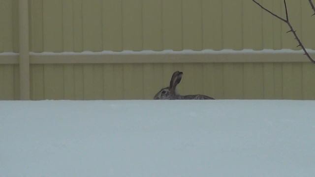 Заяц ест плодовые деревья в огороде смотреть онлайн