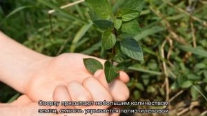 Мята перечная (Mentha Piperita) — описание растения