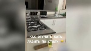 Как отучить кота лазить по столу