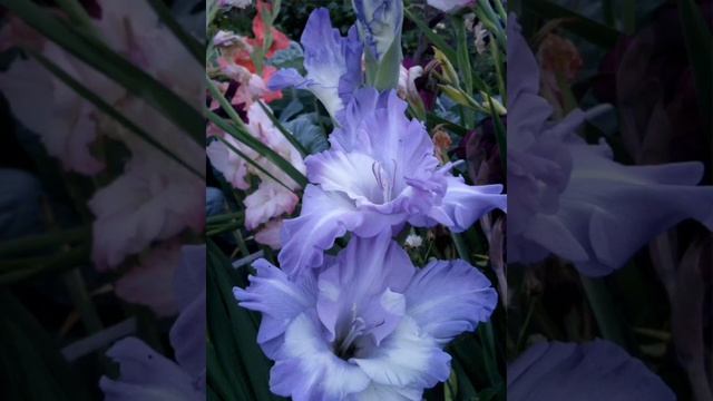 343 Сон 14 .05 21. смотреть онлайн