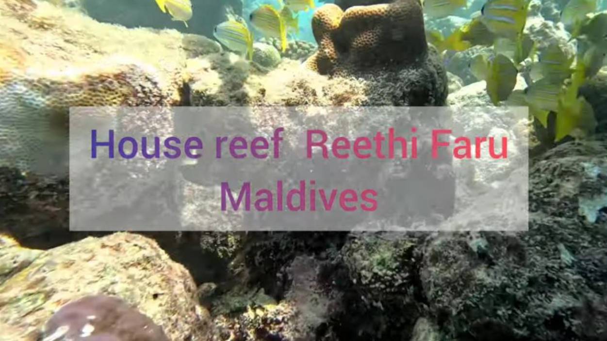 Reethi Faru, Мальдивы, домашний риф