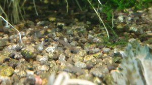 Мальки креветки Амано через четыре недели после перевода их в пресную воду.