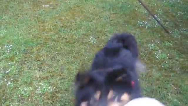 Skye the beautiful Collie Husky cross playing football смотреть онлайн