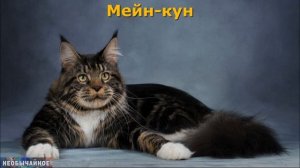 Котопёс. Или Какие Породы Кошек Характером Похожи На Собак ¤ НЕОБЫЧАЙНОЕ