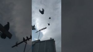 Высоколетные николаевские голуби