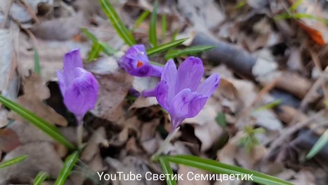 Сказочно красивое цветение шафрана. Релакс. Как красиво цветут крокусы. Почувствуйте приход весны. смотреть онлайн
