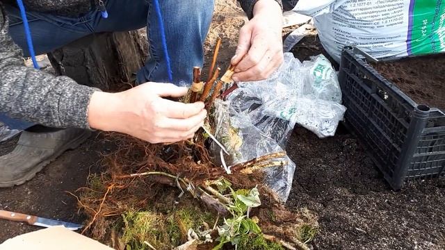 Посылка с новыми сортами ремонтантной малины от Аллы Чаматы.