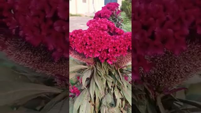 ##cockscomb##Celosia cristata##instrumental###shortvideo#🌺##