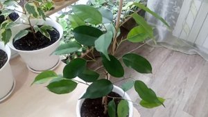 Комнатные Растения. Моя Коллекция Фикусов. 1 Часть.