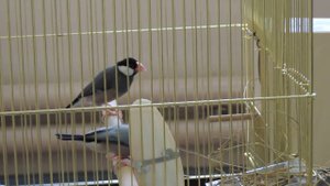 Рисовые амадины Padda oryzivora строят гнездо