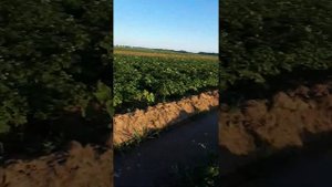 мотопомпа своими руками полив картофеля