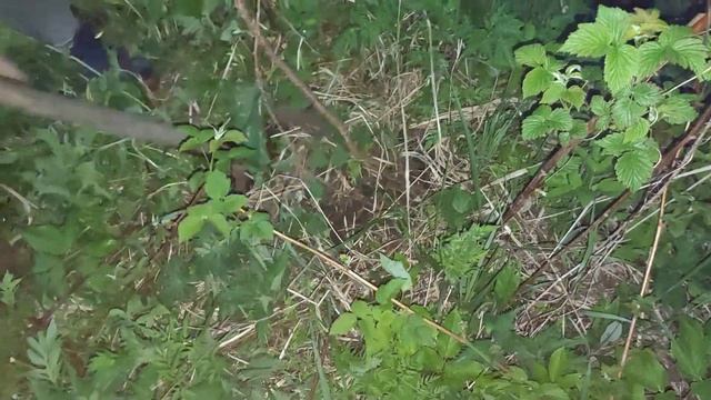 Как мы цветущую ВИШНЮ в мае спасали-похищали - и что она нам на это ответила? смотреть онлайн