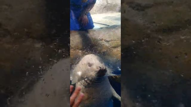 Жара, время смотреть на тюленей... Океанариум в Токио...