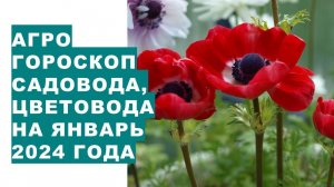 Агрогороскоп садовода, цветовода на январь 2024Agrohoroscope for gardeners and flor for January 2024