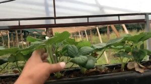 78/20 Через сколько можно собирать клубнику после высадки? Клубника на стеллажах. Ягода Клубники!