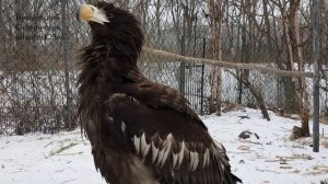 ГОЛОС БЕЛОПЛЕЧЕГО ОРЛАНА