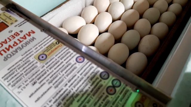 ШОК l Инкубирую СТАР 53 УТКА l Звезда среди своих l Матрица Вегас смотреть онлайн