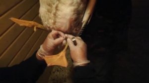 Определяем пол у гусей! Все девчульки?