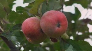 Сорт яблони Терентьевка