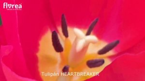Tulipán HEARTBREAKER - Florea.cz