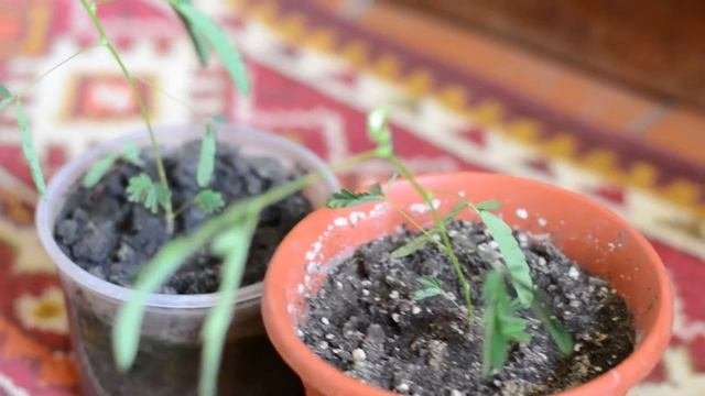 Мимоза стыдливая. (лат. Mimosa Pudica) Ядовитое растение. Чувствует прикосновение.