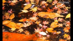 Я пришлю тебе осень в обычном почтовом конверте