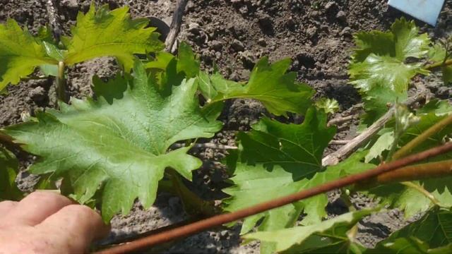 Виноград. Что ростим ??? Веник или урожай смотреть онлайн