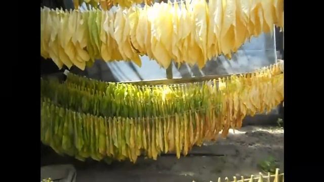 Томление и теневая сушка листьев табака смотреть онлайн