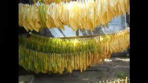 Томление и теневая сушка листьев табака