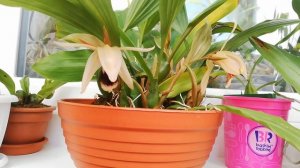 Coelogyne Clara ( Coelogyne Speciosa ×Coelogyne Lentiginosa) ×Coelogyne Xyrekes