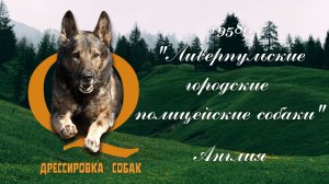 1958 Ливерпульские городские полицейские собаки.