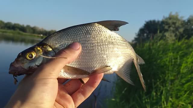 Вся РЕЧНАЯ РЫБА собралась на КУКУРУЗУ?! Поймал ОЧЕНЬ РЕДКУЮ РЫБУ на ФИДЕР! Утренняя РЫБАЛКА на ФИДЕ смотреть онлайн