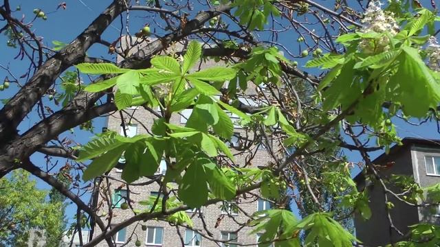 Каштан цветет и плодоносит одновременно. Алчевск