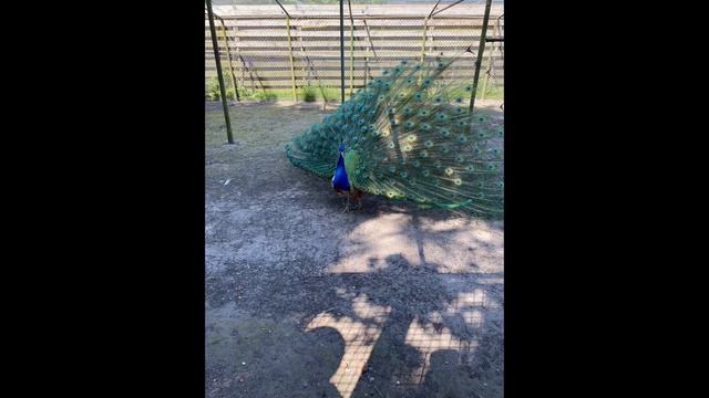 Peugeot RCZ Treffen Lingen 28.05.2023