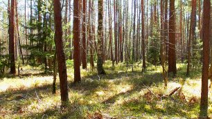 Звуки живой природы: апрельский лес. Видео для отдыха.