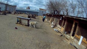 Мокрый нос Киров 30.04.2022. Видео 1