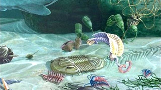 Развитие жизни на Земле (The Evolution of Life) - Кембрийский период (542 - 485 млн.л.н.)