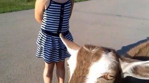 Коза бодается!! Я - просто Мария!