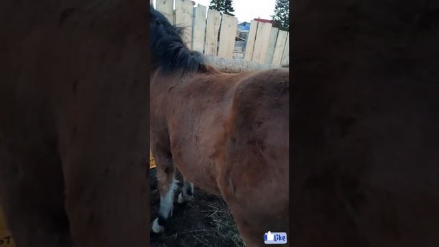 Опять лечим жеребенка, в этот раз литовского тяжеловоза по кличке "Царица"